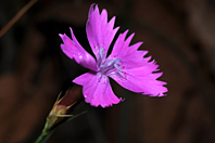 Dianthus seguieri